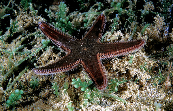Astropecten platyacanthus e Astropecten spinulosus